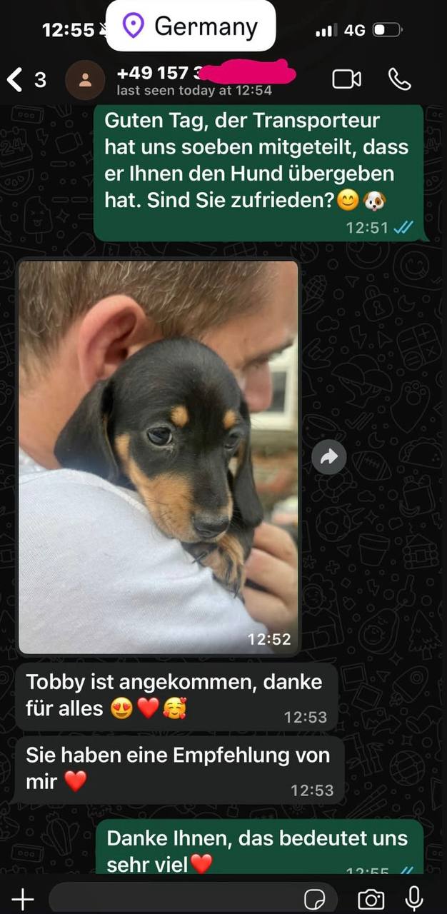 German dachshund 2