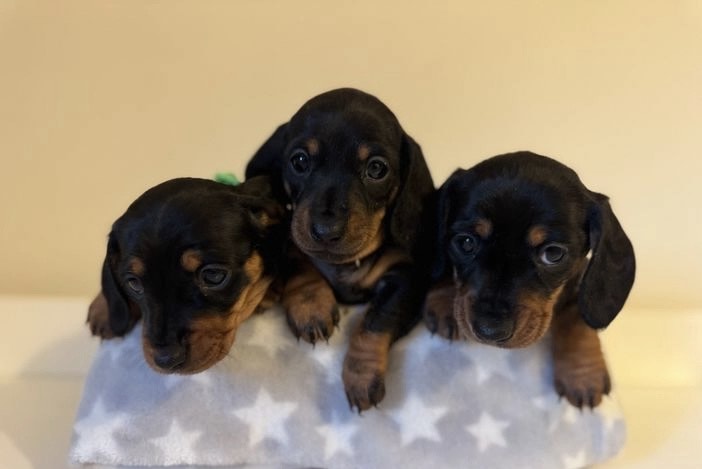 Cute dachshund puppy 3