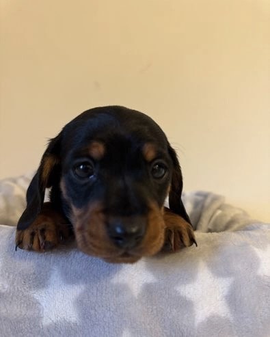 Our beautiful dachshund puppy