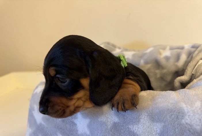 Cute dachshund puppy 8